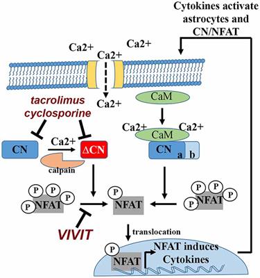 Ca2+, Astrocyte Activation and Calcineurin/NFAT Signaling in Age-Related Neurodegenerative Diseases